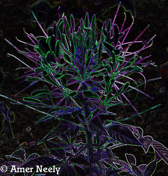 Spikey - B